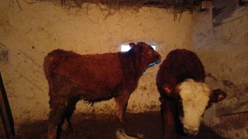 Продам 2 бычка отдельно