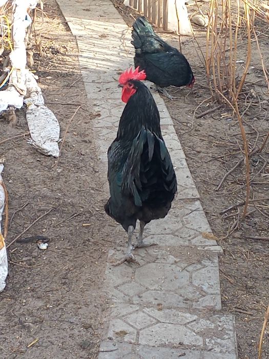 Продам петуха для породы