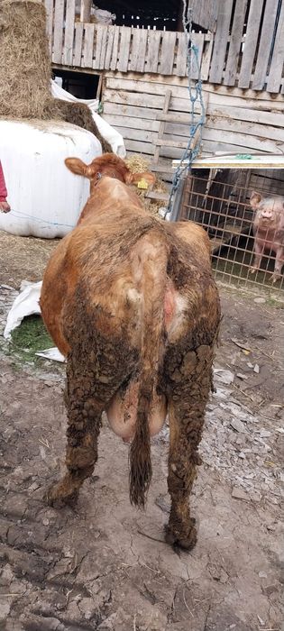 Vand vaca baltata romaneasca