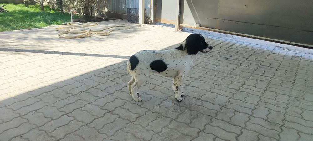 Продам щенка Спаниеля