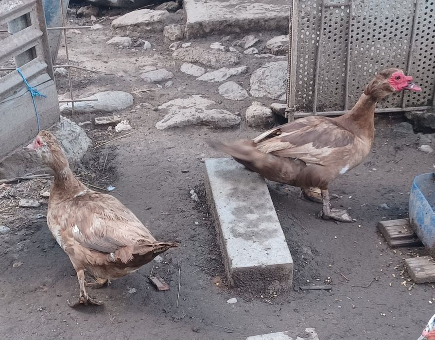 Rațe mute și Boboci