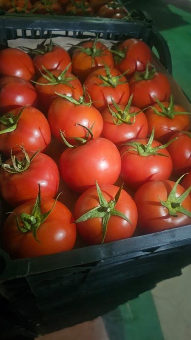 Помидор сотамиз Производство Туркмении оптом