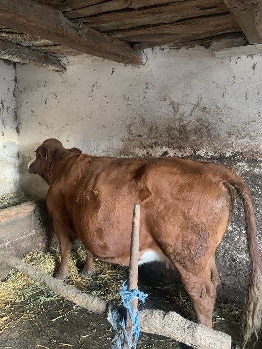 Vînd vacă bălțată romînească.