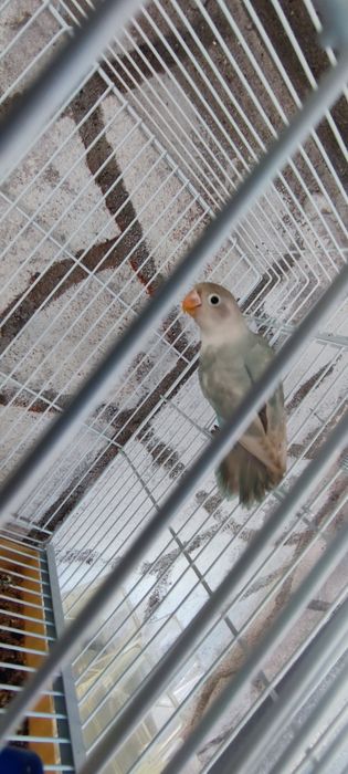 Agaporis Fisher de vânzare/schimb  papagal