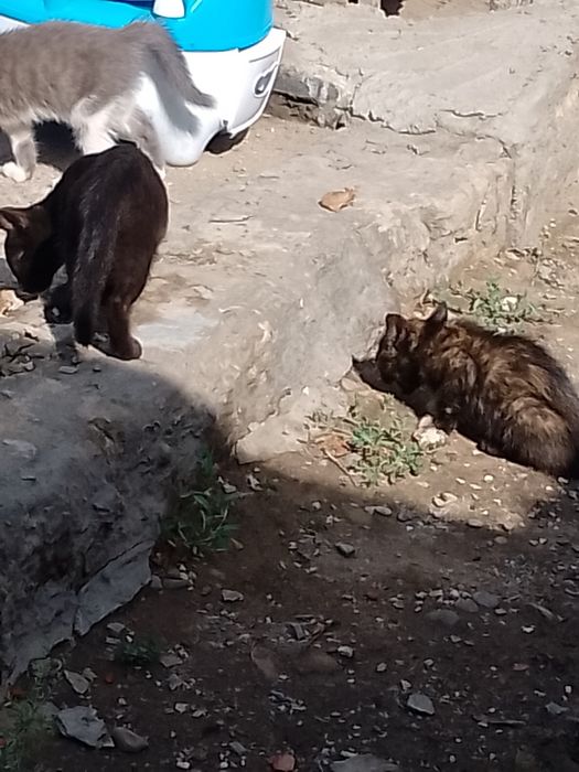 Отдам катят хорошие руки.