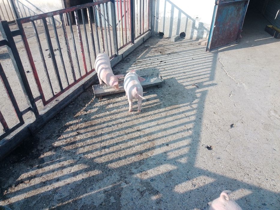 250лв. прасета порода голяма бял поа и ландрас