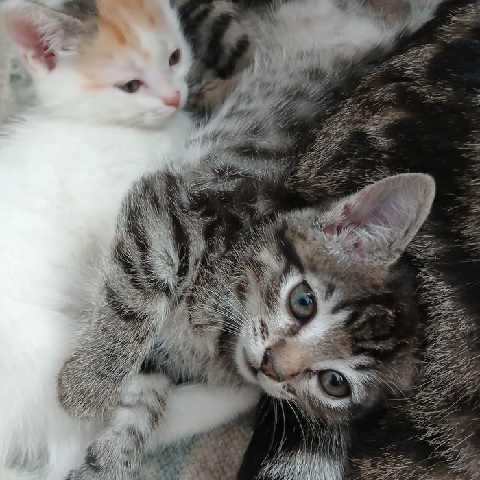 Отдам котят  две девочки