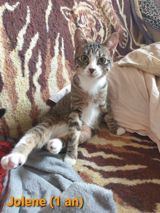 MINUNATII DE PISICUTE frumoase si iubicioase