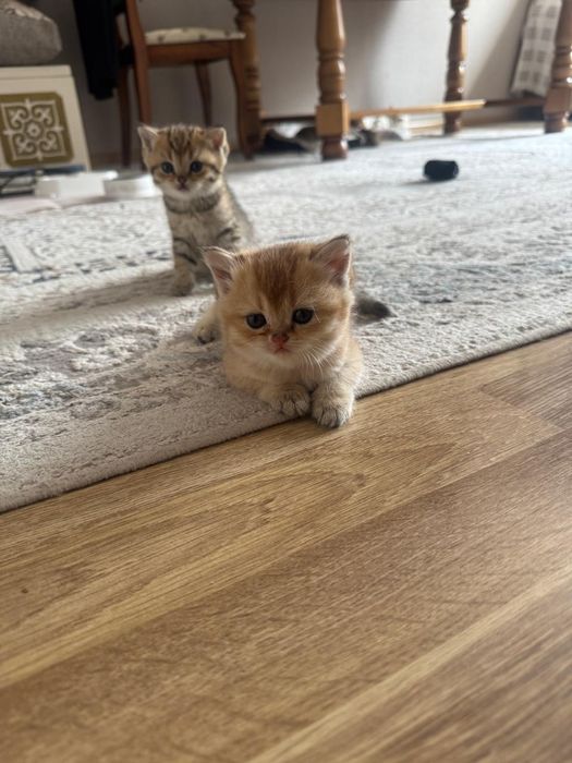 Британцы прямоухие.