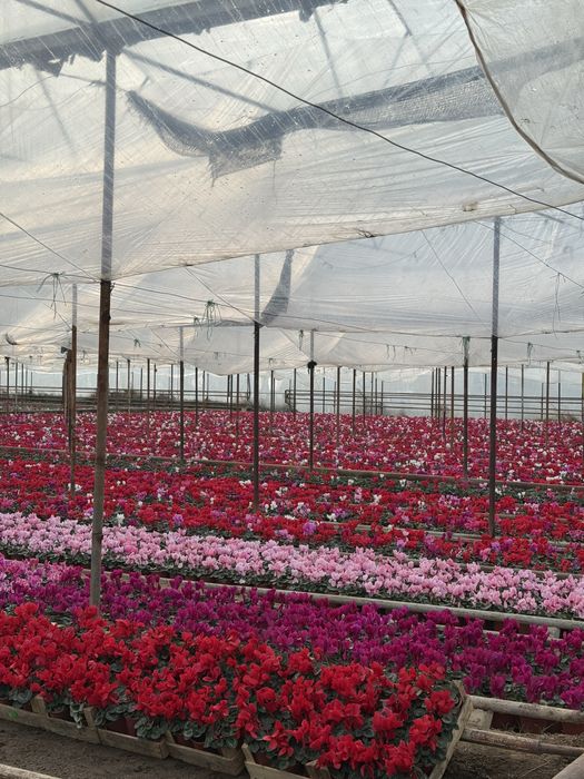 Steklamen Gullar sotuvda