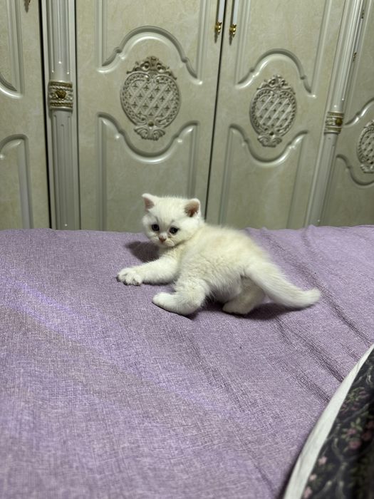 Mushukchalar sotiladi skotish strayt va britanskiy shinshilla