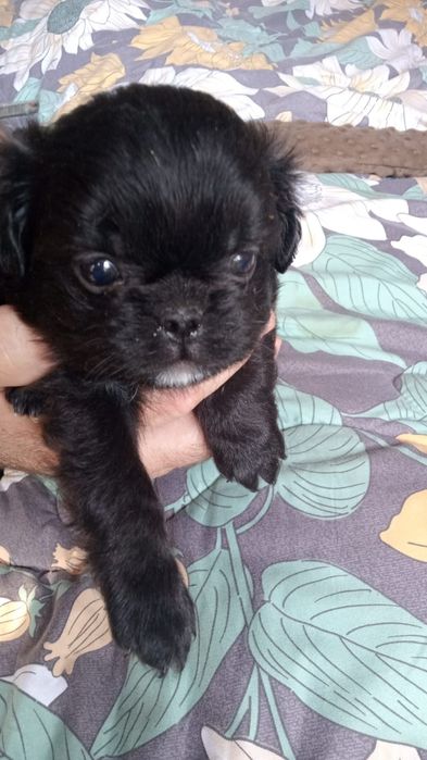 Милашки щенки метисята.