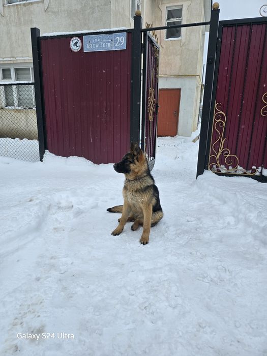 Продам овчарку (суку)