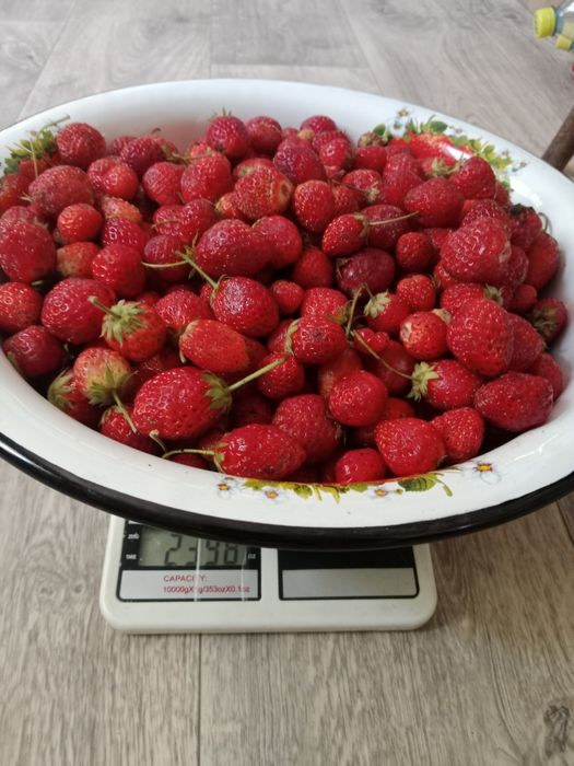 Продам клубнику домашнюю