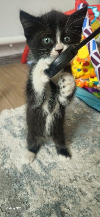 Отдам котят 2 месяца