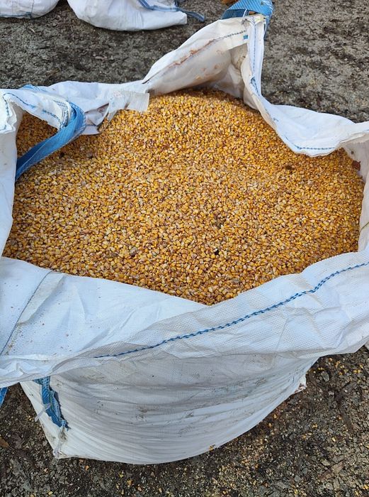 Porumb boabe de vanzare