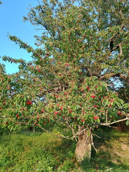 Vand cireșe nestropite la comanda