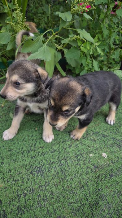 Щенки маламута бесплатно