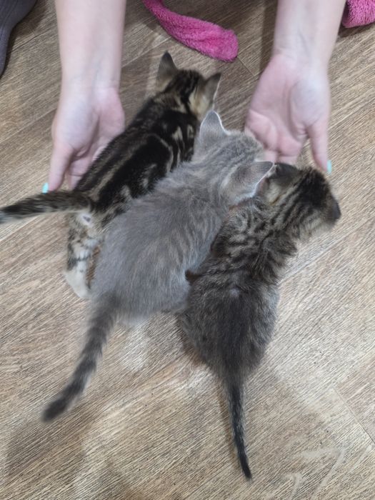 Продам котят шотландцев