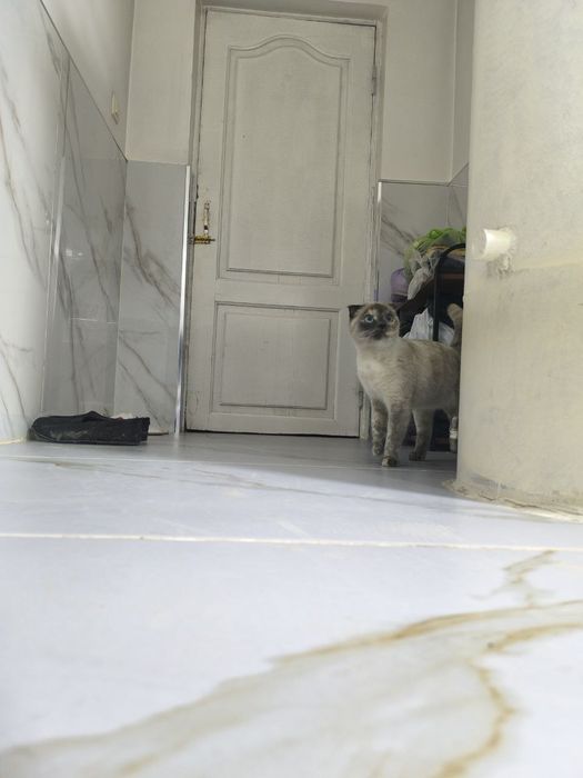 СРОЧНО продам кошку