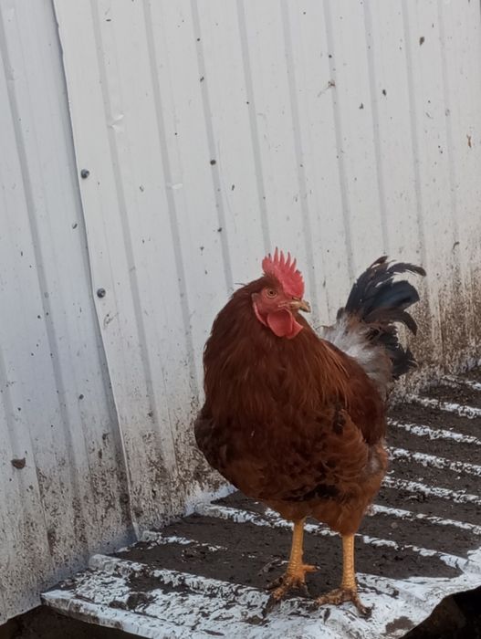 Продам петуха. Рыжего