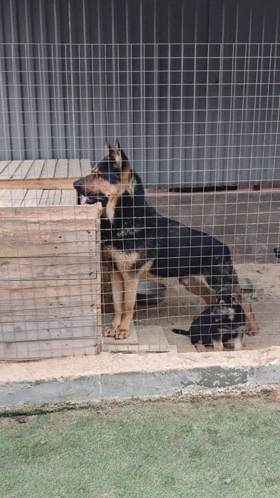 Вео овчарка сатылады