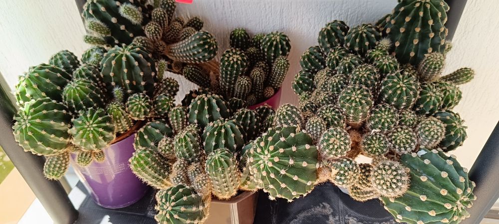 Кактуси, различни видове