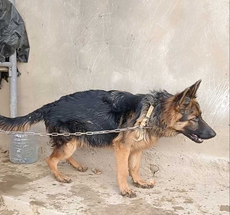 Немецкая овчарка длинношерстная 7 месяцев Сучка