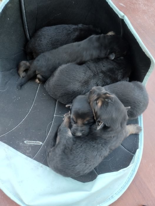 Продаётся щенки немецкий овчарка