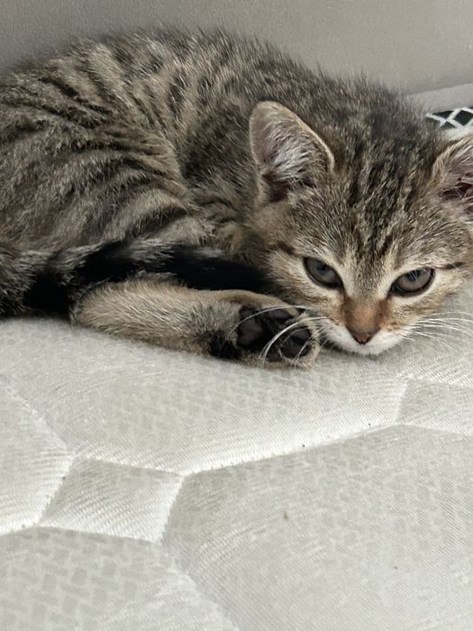 Отдам котенка девочка