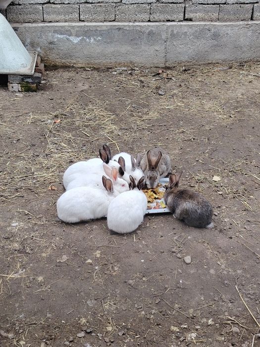 Quyonlar 8 ta 120.000