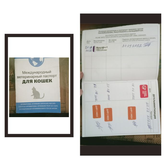 scottiw strayt heyland