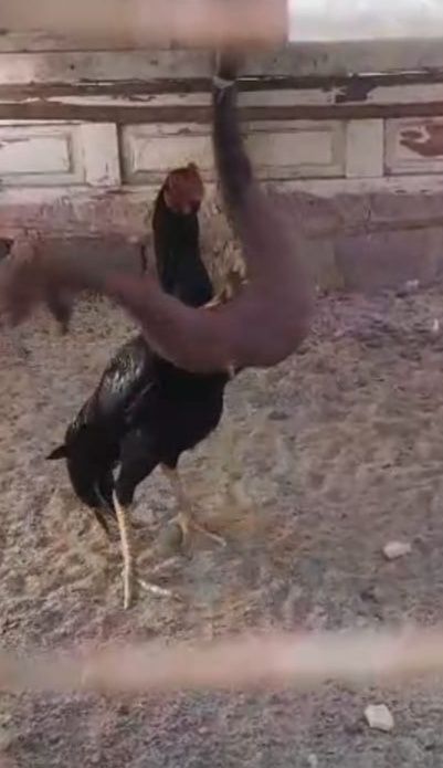 Бойцовый петух мощный