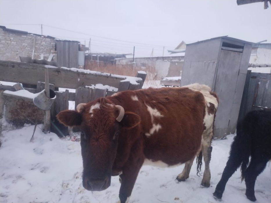 продам двух коров, читайте описание