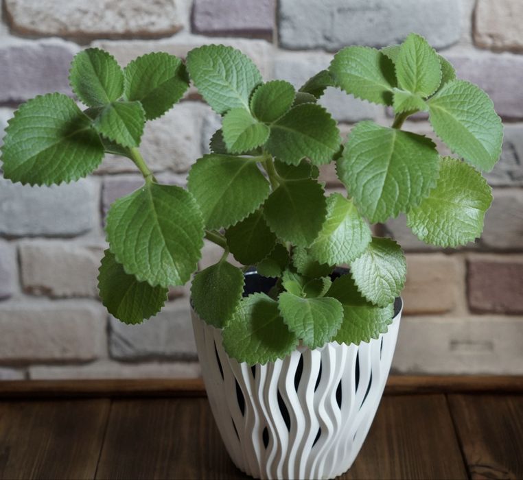 Мята. комнатные цветы