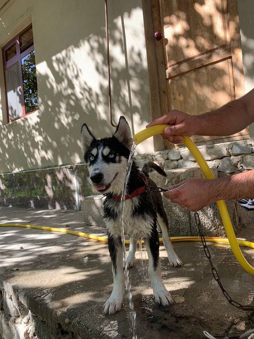 Sibirski haski ili xaski