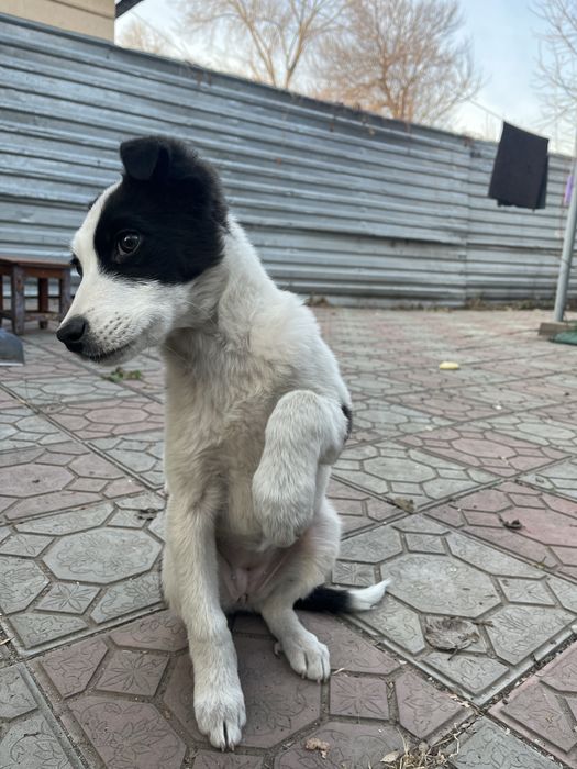 щеночек (девочка)