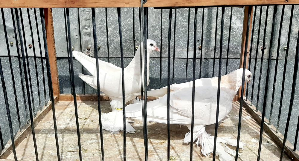 Продам молодых голубей