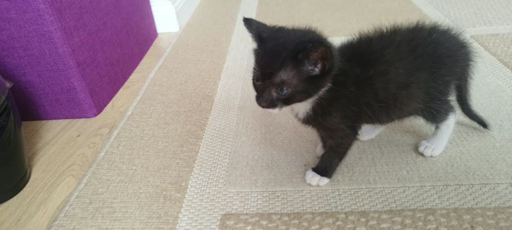 Pisicuțe pt adoptie
