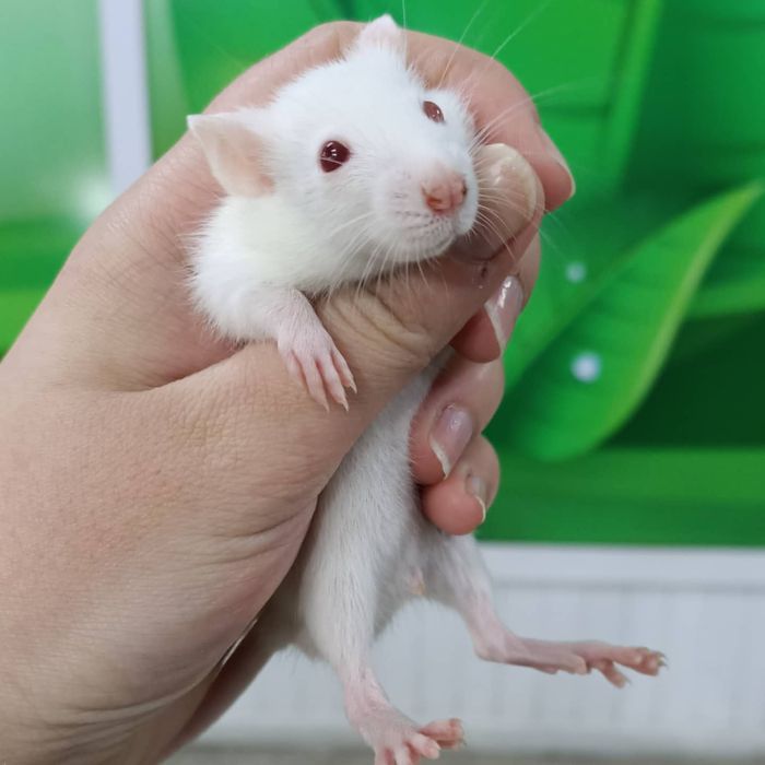 Крыски дамбо хаски