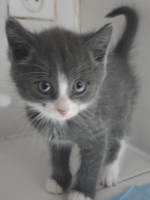 Бесплатно котята