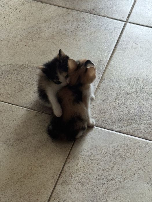 Отдам котенка в добрые руки