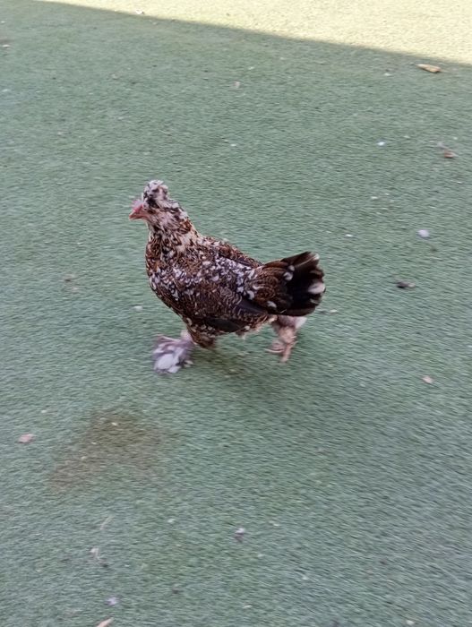 Японские куры петух