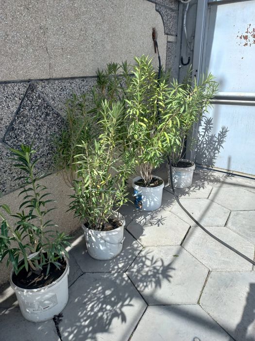 Цветы аляндра.белые .розовые