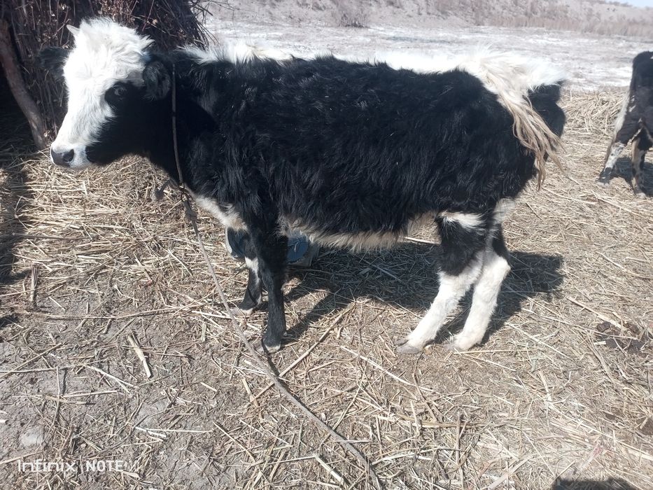 Качор сотилади соґлом буйи баланд