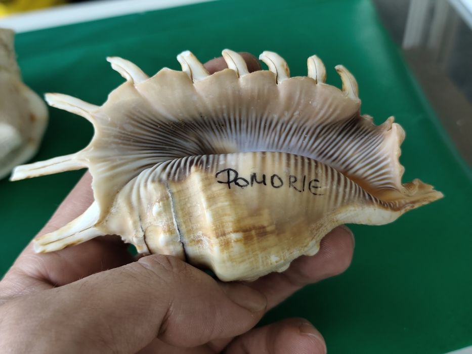 Рапан мида корал декорация