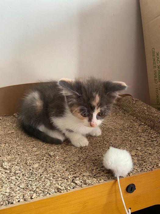 Отдам котенка в добрые руки
