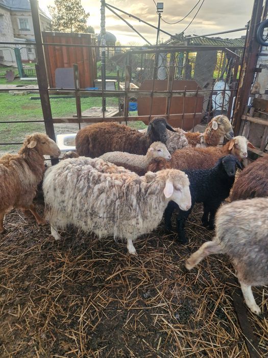 Продам овцу. Откормленная.