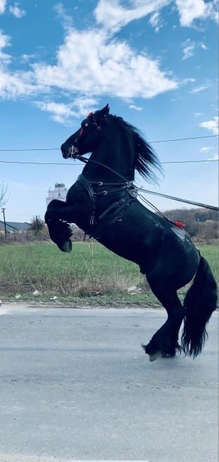 Armăsar frizian Barock