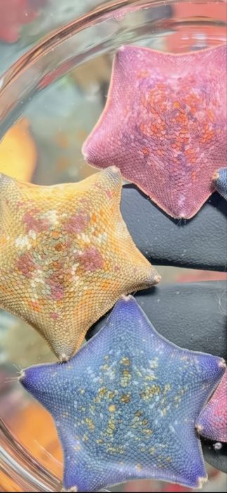 Живая морская звезда.